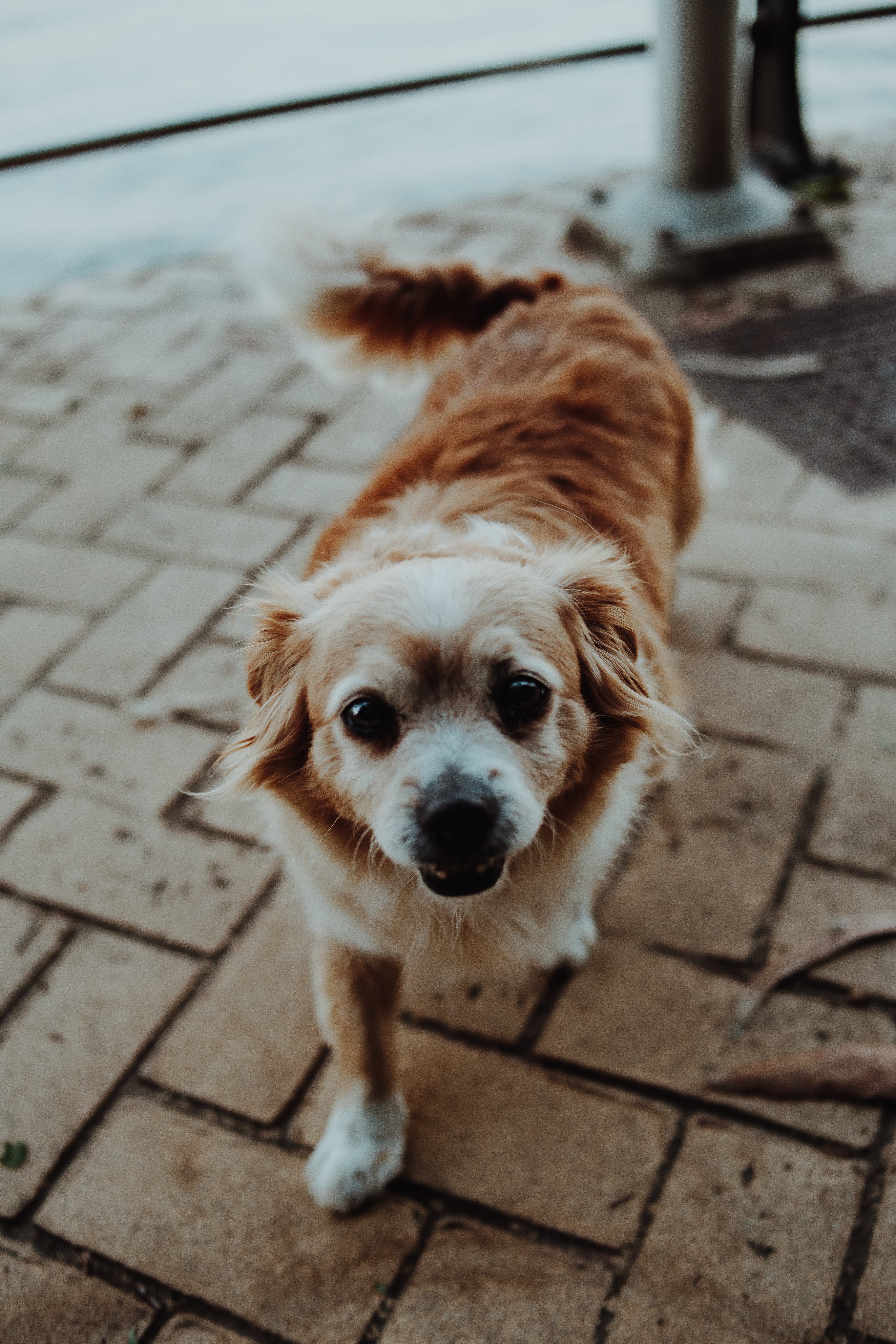 files/happy-street-dog.jpg
